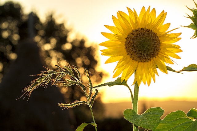 sun number score