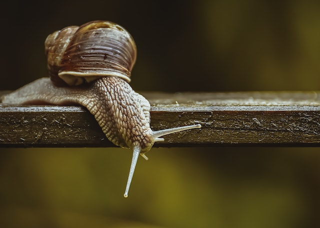 snail trails